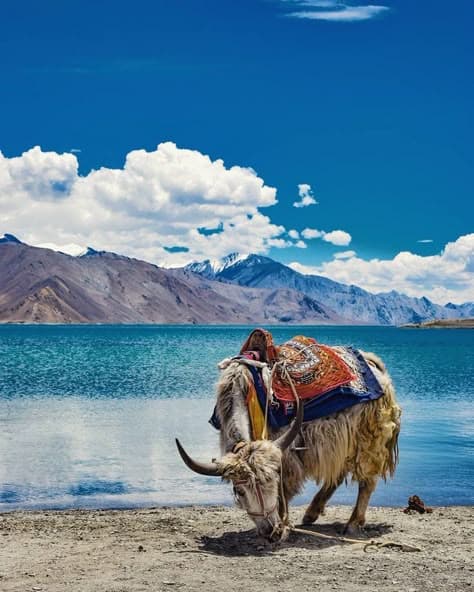 Leh ladakh tour